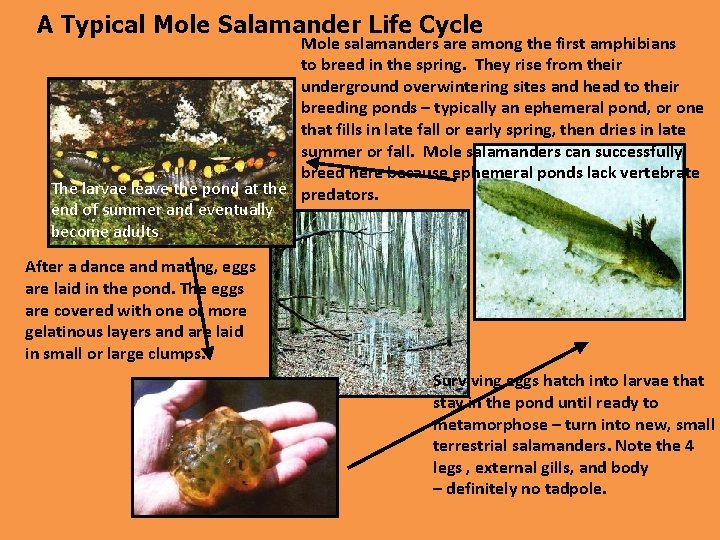 A Typical Mole Salamander Life Cycle Mole salamanders are among the first amphibians to