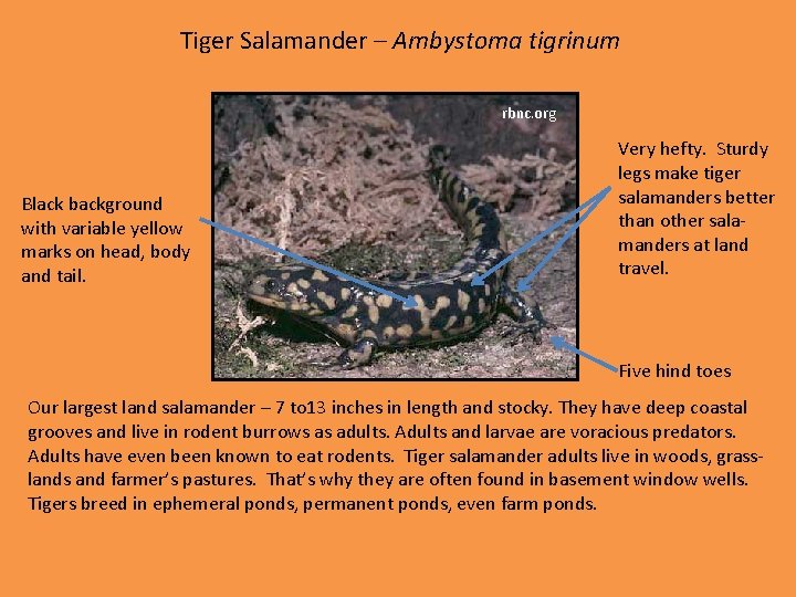 Tiger Salamander – Ambystoma tigrinum rbnc. org Black background with variable yellow marks on