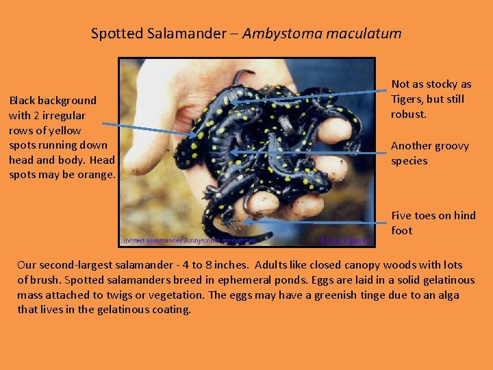 Spotted Salamander – Ambystoma maculatum Black background with 2 irregular rows of yellow spots