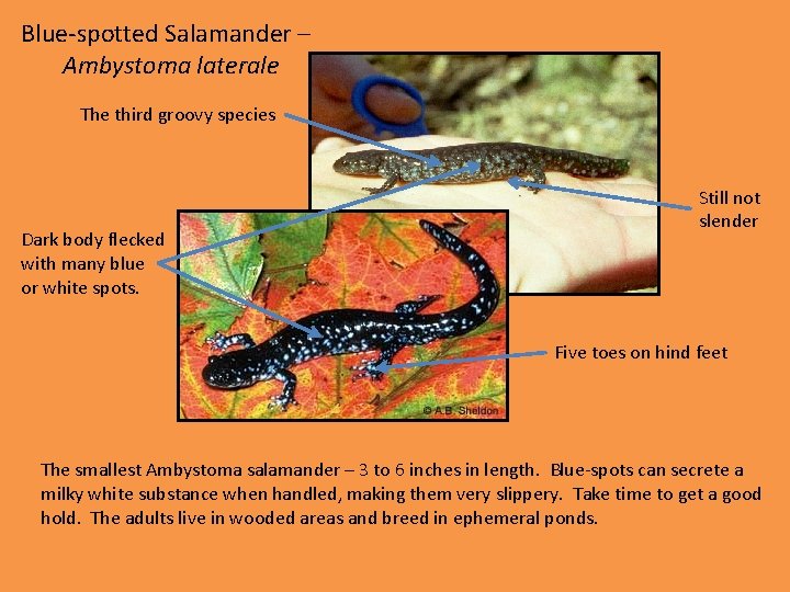 Blue-spotted Salamander – Ambystoma laterale The third groovy species Dark body flecked with many