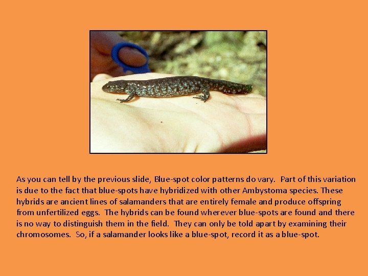 As you can tell by the previous slide, Blue-spot color patterns do vary. Part