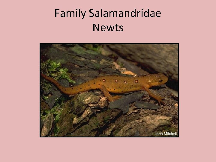 Family Salamandridae Newts 