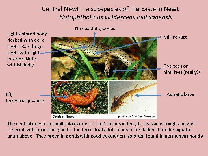 Central Newt – a subspecies of the Eastern Newt Notophthalmus viridescens louisianensis Light-colored body