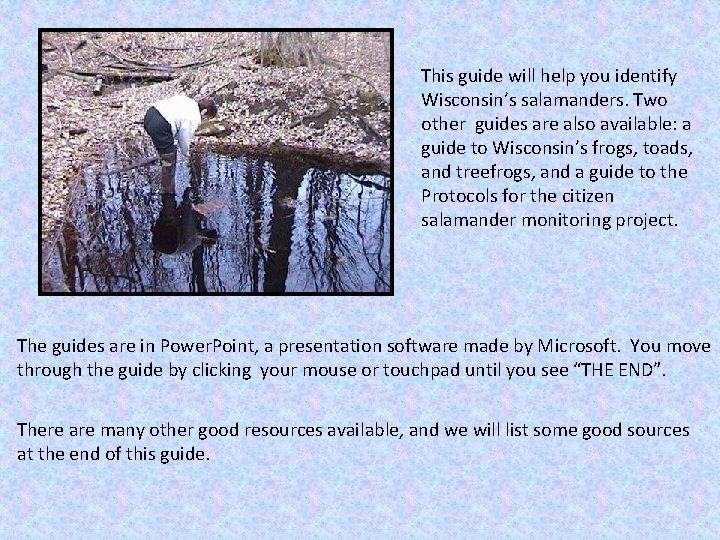 This guide will help you identify Wisconsin’s salamanders. Two other guides are also available: