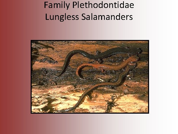 Family Plethodontidae Lungless Salamanders 