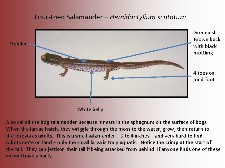 Four-toed Salamander – Hemidactylium scutatum Greeenish. Brown back with black mottling Slender 4 toes