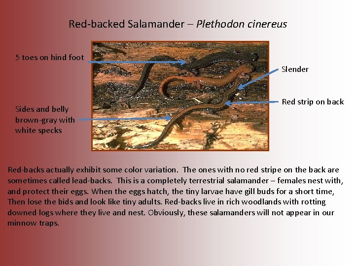 Red-backed Salamander – Plethodon cinereus 5 toes on hind foot Slender Sides and belly