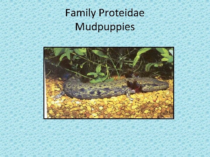 Family Proteidae Mudpuppies 