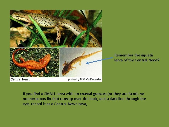 Remember the aquatic larva of the Central Newt? If you find a SMALL larva