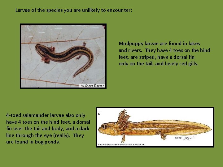 Larvae of the species you are unlikely to encounter: Mudpuppy larvae are found in