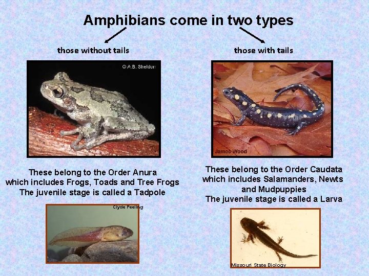 Amphibians come in two types those without tails These belong to the Order Anura