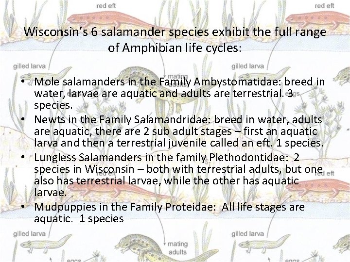 Wisconsin’s 6 salamander species exhibit the full range of Amphibian life cycles: • Mole