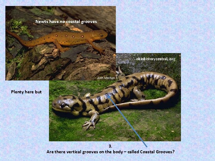 Newts have no coastal grooves ohiohistorycentral, . org Plenty here but 3. Are there