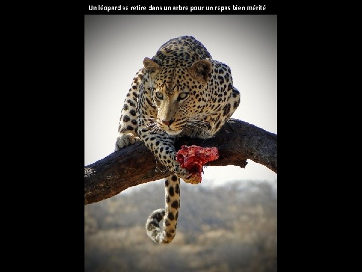 Un léopard se retire dans un arbre pour un repas bien mérité 