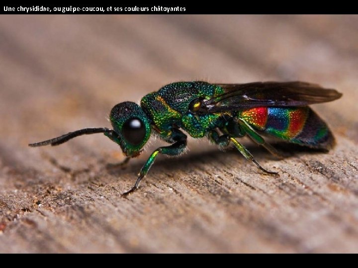 Une chrysididae, ou guêpe-coucou, et ses couleurs châtoyantes 