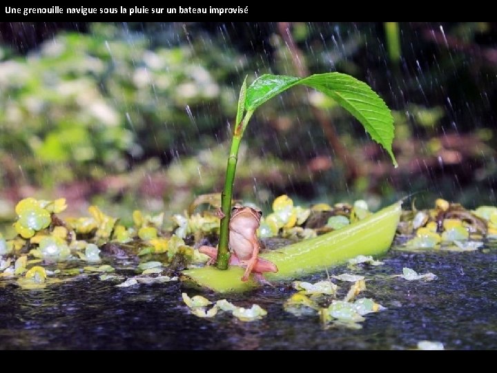 Une grenouille navigue sous la pluie sur un bateau improvisé 