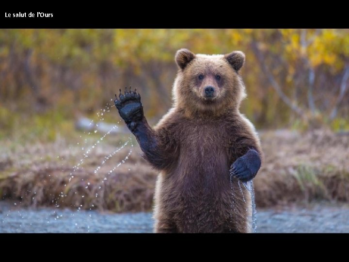  Le salut de l'Ours 