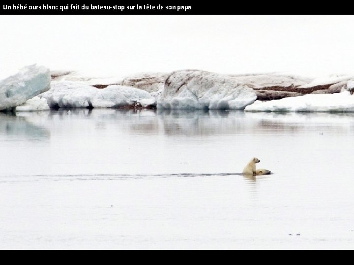 Un bébé ours blanc qui fait du bateau-stop sur la tête de son papa