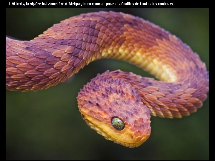  L'Atheris, la vipère buissonnière d'Afrique, bien connue pour ses écailles de toutes les