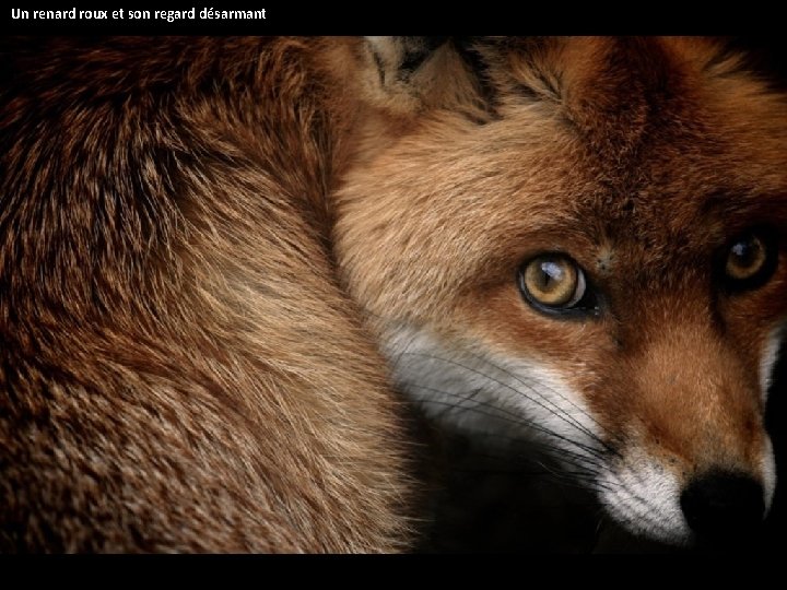  Un renard roux et son regard désarmant 