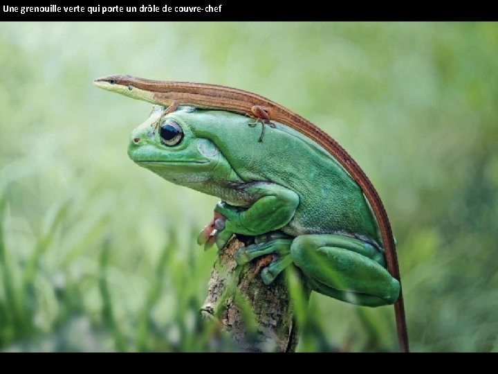 Une grenouille verte qui porte un drôle de couvre-chef 