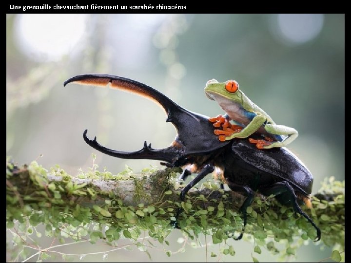 Une grenouille chevauchant fièrement un scarabée rhinocéros 