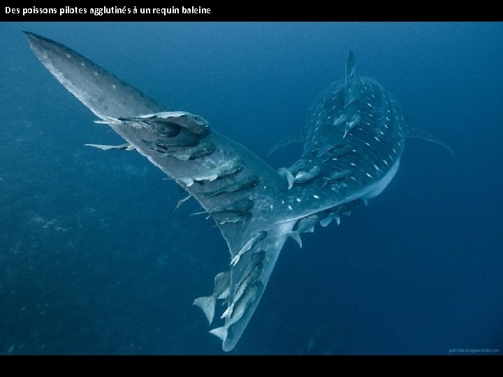 Des poissons pilotes agglutinés à un requin baleine 