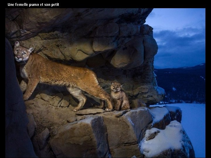 Une femelle puma et son petit 