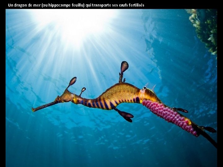 Un dragon de mer (ou hippocampe feuillu) qui transporte ses œufs fertilisés 