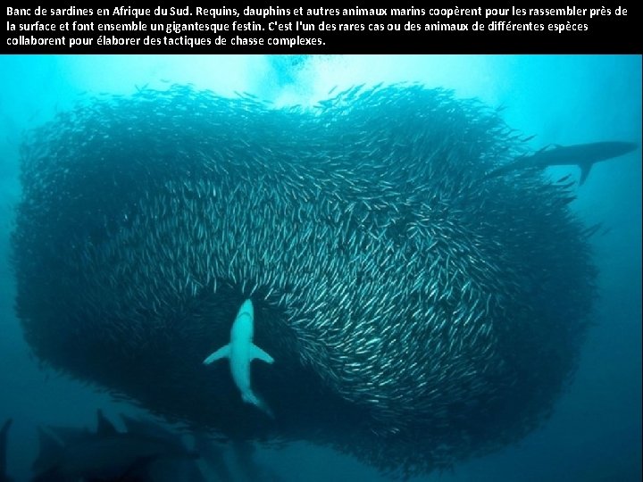 Banc de sardines en Afrique du Sud. Requins, dauphins et autres animaux marins coopèrent