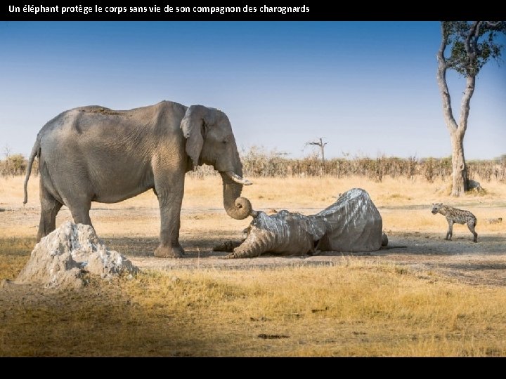 Un éléphant protège le corps sans vie de son compagnon des charognards 