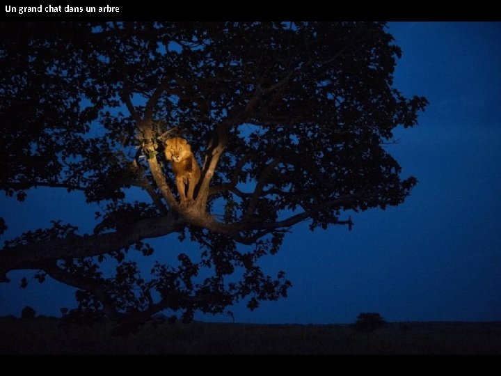 Un grand chat dans un arbre 