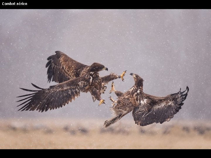 Combat aérien 