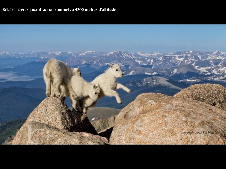  Bébés chèvres jouant sur un sommet, à 4200 mètres d'altitude 