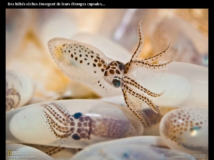 Des bébés sèches émergent de leurs étranges capsules. . . 