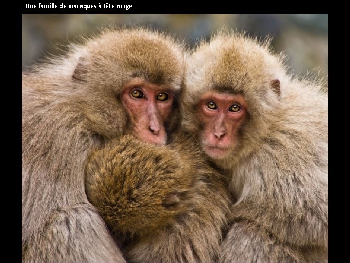 Une famille de macaques à tête rouge 