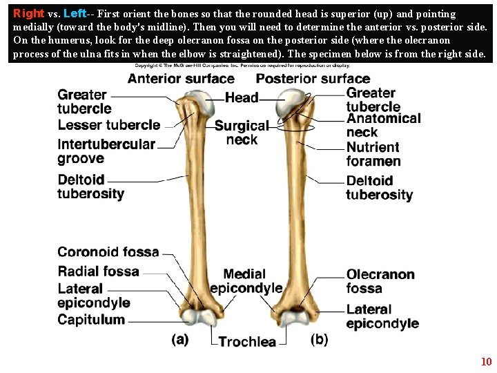 Right vs. Left-- First orient the bones so that the rounded head is superior
