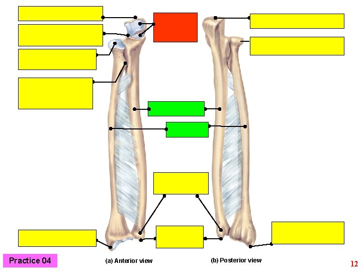 Practice 04 (a) Anterior view (b) Posterior view 12 