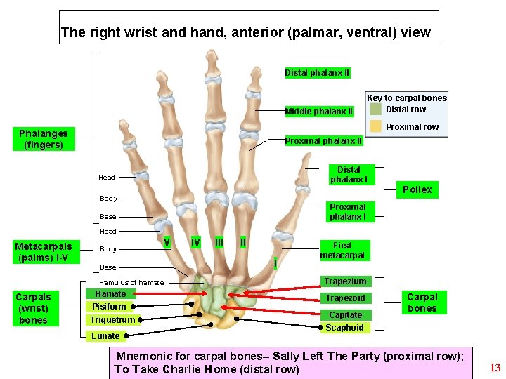 The right wrist and hand, anterior (palmar, ventral) view Distal phalanx II Middle phalanx