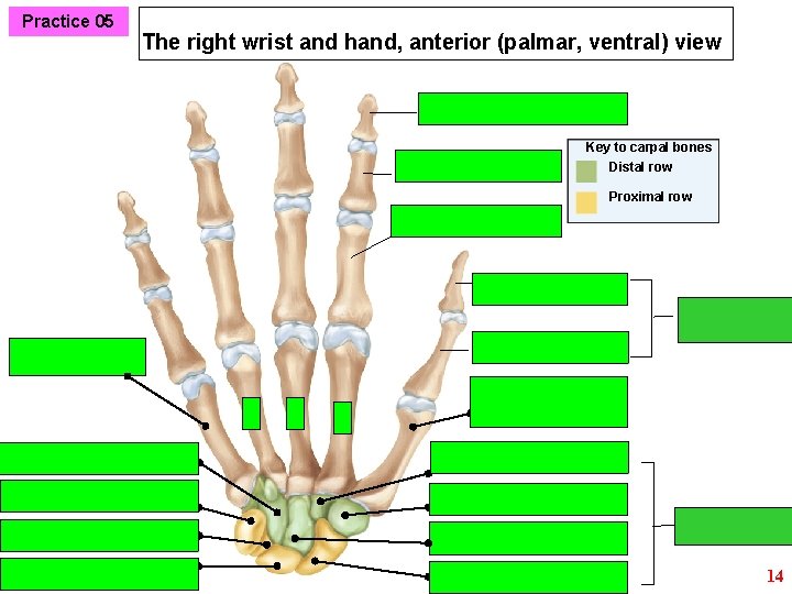 Practice 05 The right wrist and hand, anterior (palmar, ventral) view Key to carpal