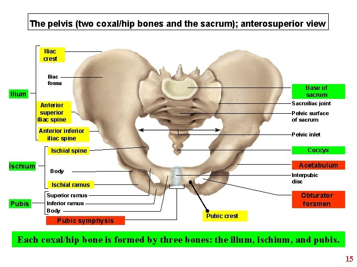 The pelvis (two coxal/hip bones and the sacrum); anterosuperior view Iliac crest Iliac fossa