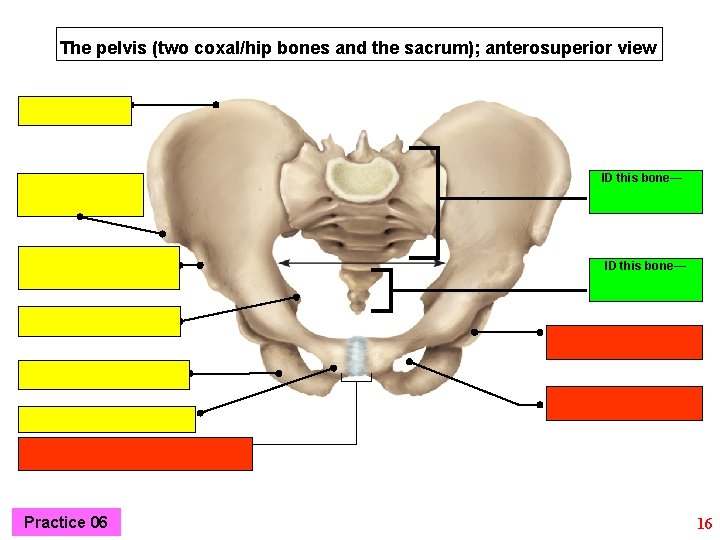 The pelvis (two coxal/hip bones and the sacrum); anterosuperior view ID this bone— Practice