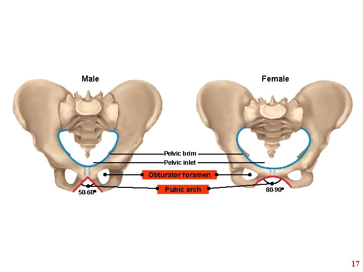 Male Female Pelvic brim Pelvic inlet Obturator foramen 50 -60° Pubic arch 80 -90°