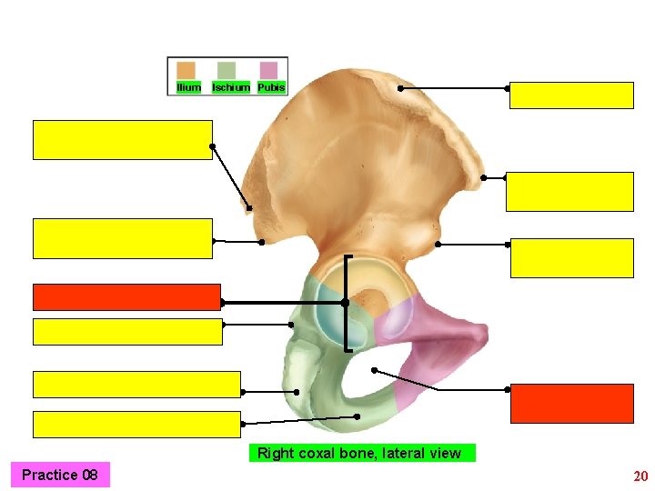 Ilium Ischium Pubis Right coxal bone, lateral view Practice 08 20 