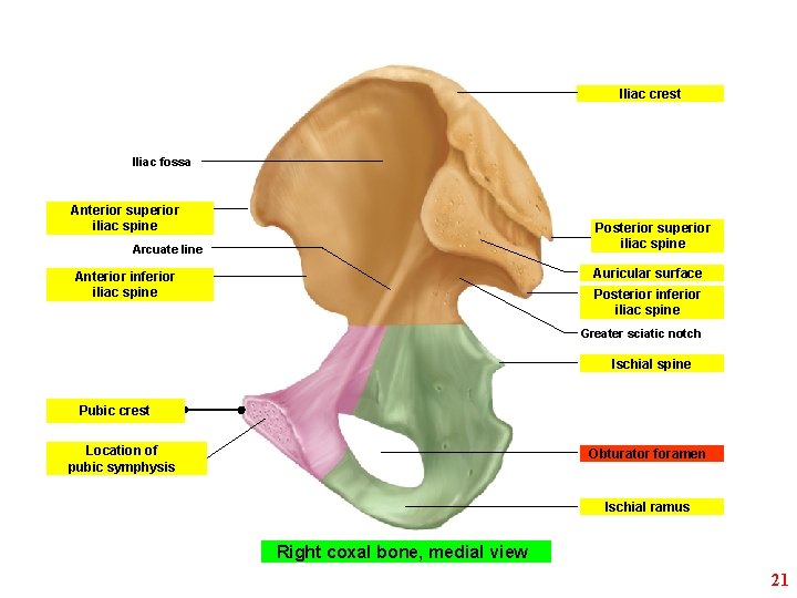 Iliac crest Iliac fossa Anterior superior iliac spine Posterior superior iliac spine Arcuate line