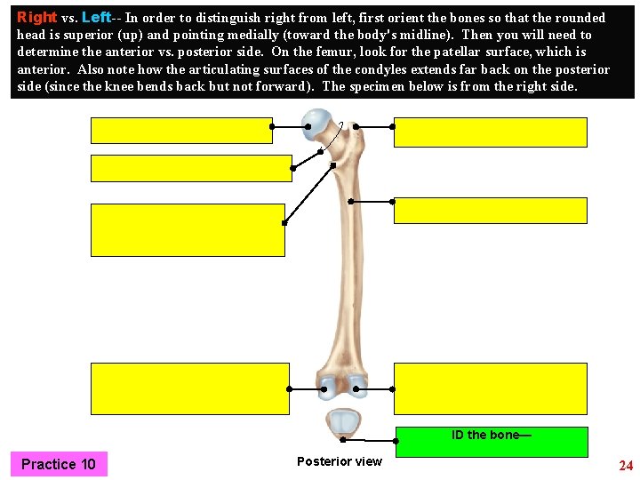 Right vs. Left-- In order to distinguish right from left, first orient the bones