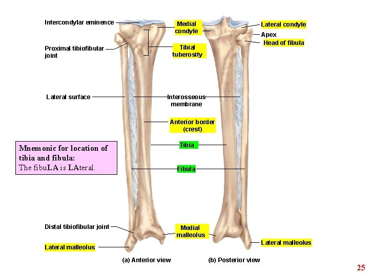 Intercondylar eminence Medial condyle Apex Head of fibula Tibial tuberosity Proximal tibiofibular joint Lateral