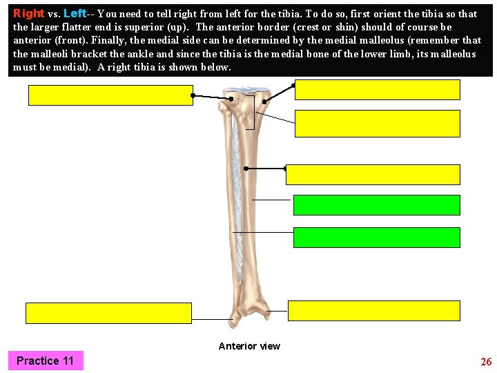 Right vs. Left-- You need to tell right from left for the tibia. To