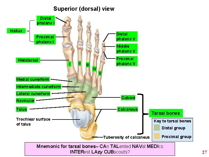 Superior (dorsal) view Distal phalanx I Hallux Distal phalanx V Proximal phalanx I Metatarsal