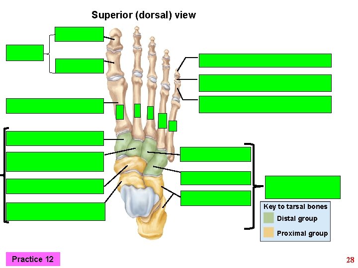 Superior (dorsal) view Key to tarsal bones Distal group Proximal group Practice 12 28